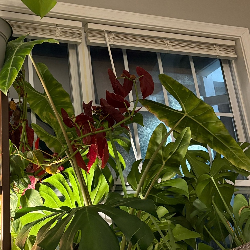 Meet your Posher,  AM.